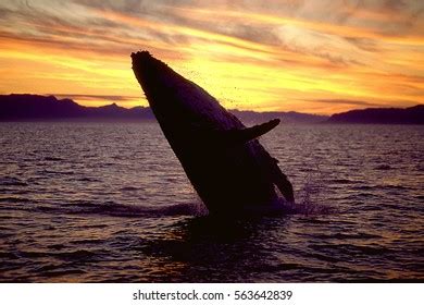 Humpback Whale Breaching Sunset Megaptera Novaeangliae Stock Photo 563642839 | Shutterstock