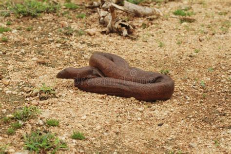 Indian Red Sand Boa Snake Stock Photos - Free & Royalty-Free Stock ...