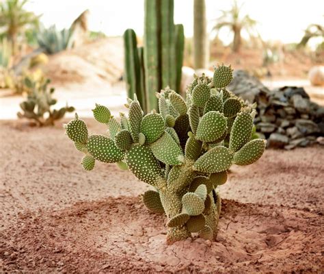 Cactus Names In The Sahara Desert : Desert cacti live in arid regions that get very little ...