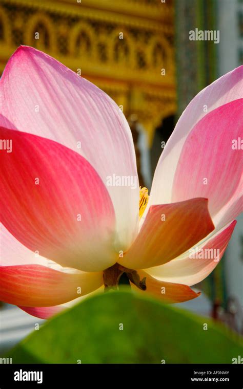 Lotus Flower, Wat Phra Si Rattanasasadaram (Temple of the Emerald Buddha), Grand Palace Bangkok ...