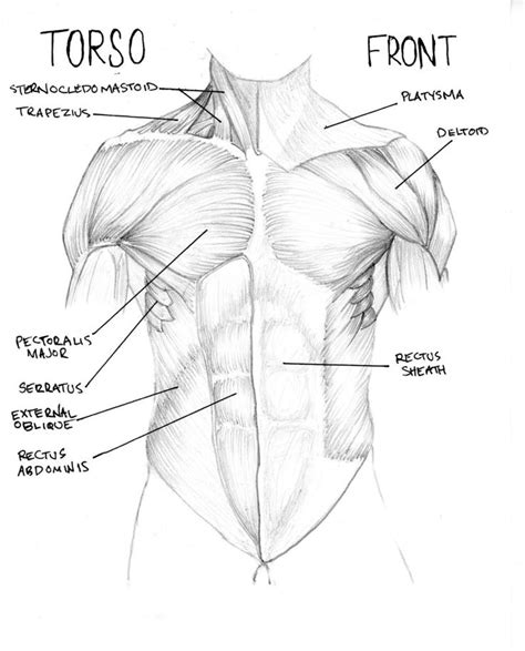 Muscles Of The Torso Diagram Torso Muscle Diagram Front Fmdc On Deviantart | Muscle diagram ...