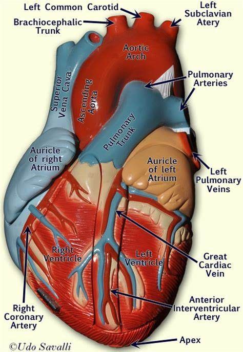 Circulatory System Model Labeled. Vascular System Models Arteries | Anatomy models, Human heart ...