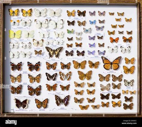 A collector's case of British butterflies. There are some 59 breeding Stock Photo: 71435292 - Alamy