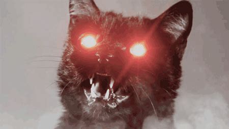 Imagenes que prueban que los gatos son demonios