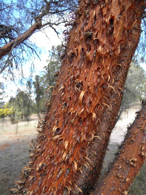 Acacia Tree Bark