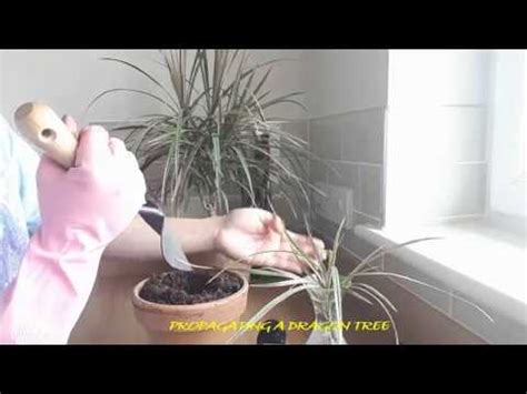 How to propagate a Dragon Tree | Dracaena Marginata - YouTube