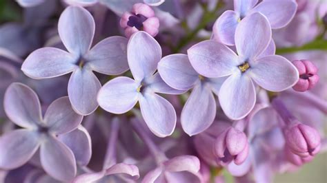 Lilac: Tiny flowers with big uses - CGTN