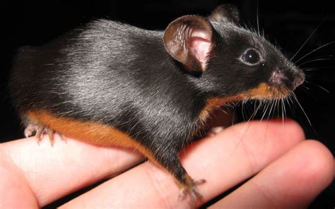 Black and tan mouse :) | Pet mice, Pet rats, Fancy mouse