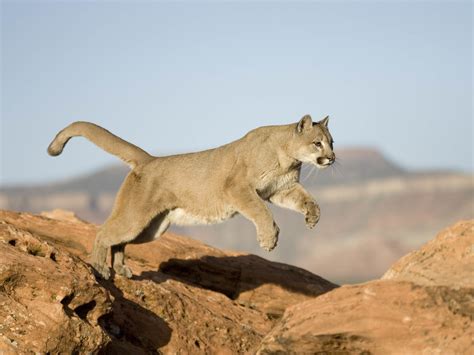 Mountain lion attacks - poretblind