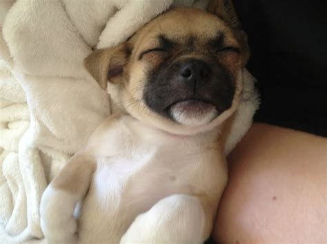 My pug rat terrier mix a couple weeks after we brought her home : pics