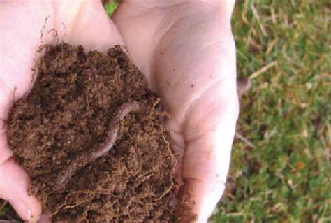 The Benefits of Worm Composting - Urban Farm Online