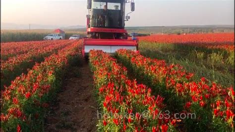 chili harvester hot chilli reaper pick machine red chile pepper - YouTube