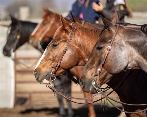 Cutting Horses: Waiting to Compete by photoGAPic / 500px