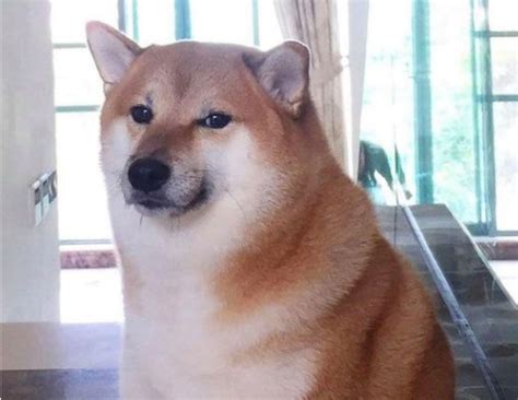 Kabosu, the dog behind the origins of the Doge meme, did NOT pass away ...