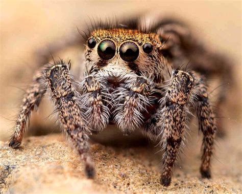 Some of the many, diverse faces of jumping spiders (Salticidae ...