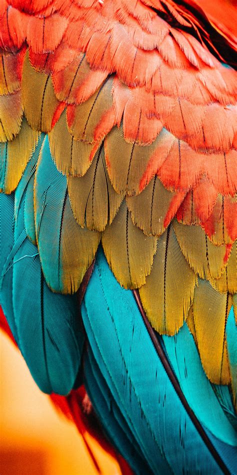 Download wallpaper 1080x2160 colorful feathers, parrot, birds, close up , honor 7x, honor 9 lite ...