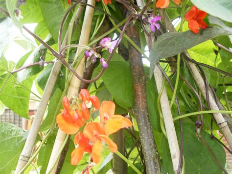 Runner Bean Flowers | Plants, Runner beans, Flowers