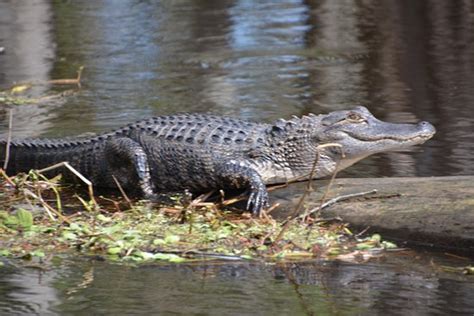 Airboat Wildlife Adventures (Sebring) | June 2019 | All You Need to ...