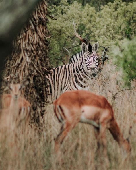 Babanango Game Reserve: Where Conservation & Community Meet