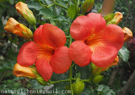 凌霄 Campsis grandiflora | Nature Library