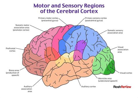 Motor and Sensory Regions of the Cerebral Cortex | Psychiatry, Nursing school survival, Cerebral ...