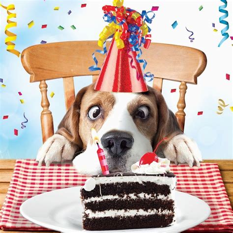 Funny Birthday Cards with Dogs Beagle Luxury Glitter Funny Birthday ...