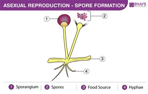 Asexual Reproduction - Types, Advantages, Disadvantages, Examples