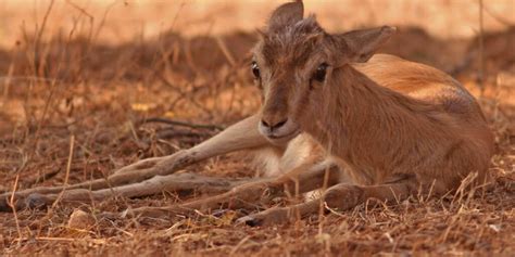 Chinkara Wild Animal | Facts, Information, & Habitat