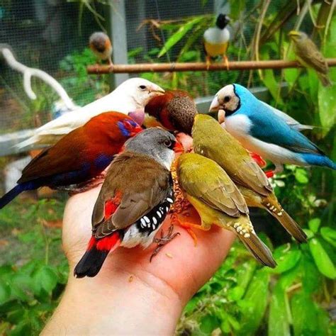 Embedded image All Birds, Little Birds, Love Birds, Pretty Birds, Beautiful Birds, Animals ...