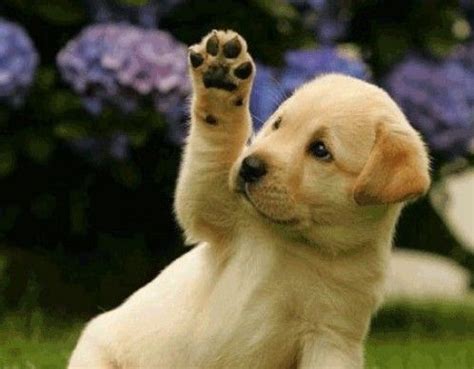 Dog Waving Goodbye