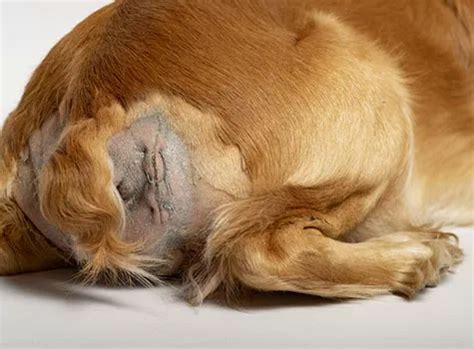 Perineal hernia in dogs: causes, symptoms, diagnosis and treatment