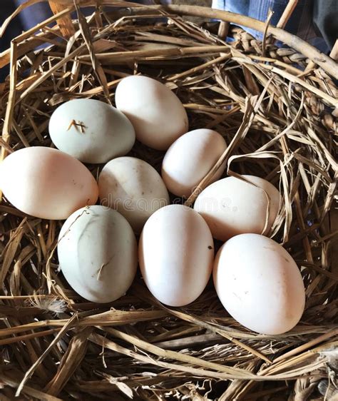 Fresh Duck Eggs on the Farm. Stock Photo - Image of nature, fragile: 111169094