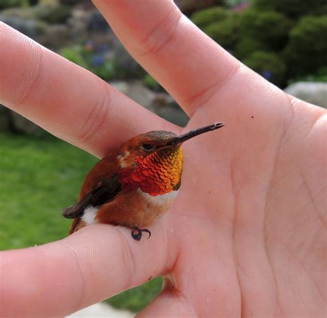 Bee Hummingbird | Bee hummingbird, Hummingbird pictures, Pet birds