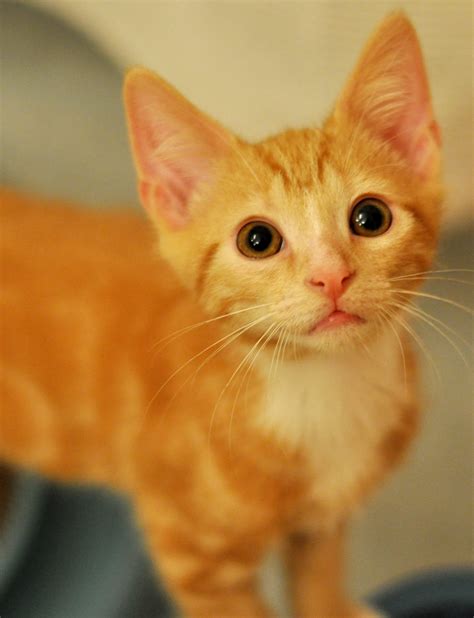 Alley Cats and Angels of NC: Adoption weekend at PetSmart Raleigh