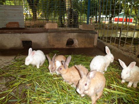 Benefits of Rabbit Farming