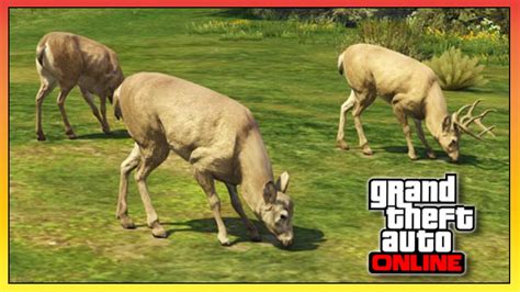 GTA 5 Online - ANIMALS In "Grand Theft Auto Online!?" (GTA V) - YouTube