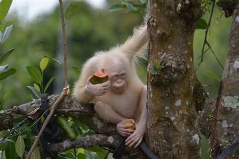 Rescued Albino Orangutan Needs a Forest on Her Own – Help Make it Happen! | Orangutan, Animals ...