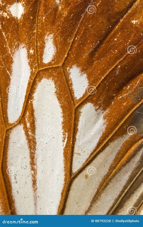 Close Up of Butterfly Wings Stock Photo - Image of tropical, background ...