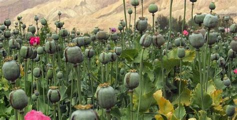 Did You Know?: 1978 Opium War in Golden Triangle (1)