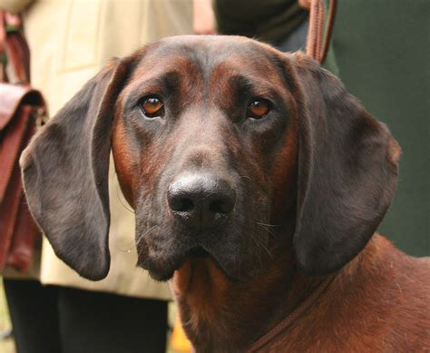 Chien rouge de Bavière : caractère et éducation – PagesJaunes