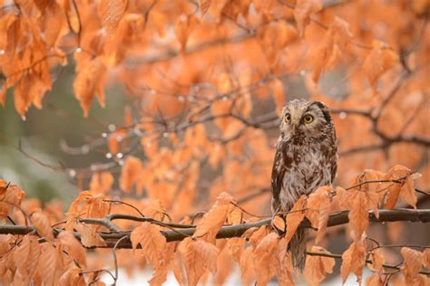 autumn owl by morho on DeviantArt