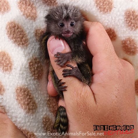 Baby Marmoset Monkey for Sale