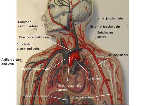 vertebral artery flat man model - Google Search | Arteries anatomy, Human anatomy and physiology ...