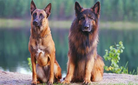 German Shepherd vs. Belgian Malinois — Which Breed Is Right For You ...