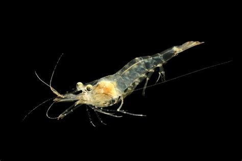 Ghost Shrimp Care guide - Diet, Breeding & More » Petsoid