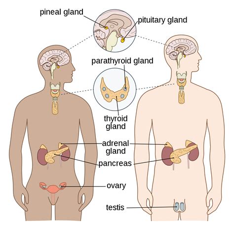Endocrine system - Wikipedia