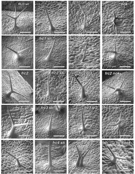 Scanning electron micrographs of mature leaf trichomes of wild-type ...