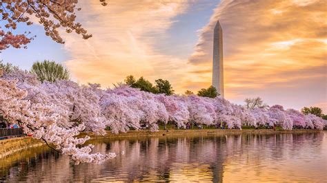 Washington, D.C. cherry blossoms: Everything you need to know about ...