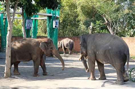 Batu Secret Zoo (Jawa Timur Park 2) - 2019 All You Need to Know BEFORE You Go (with Photos ...