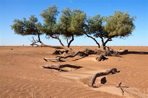 Plants Of The Sahara Desert